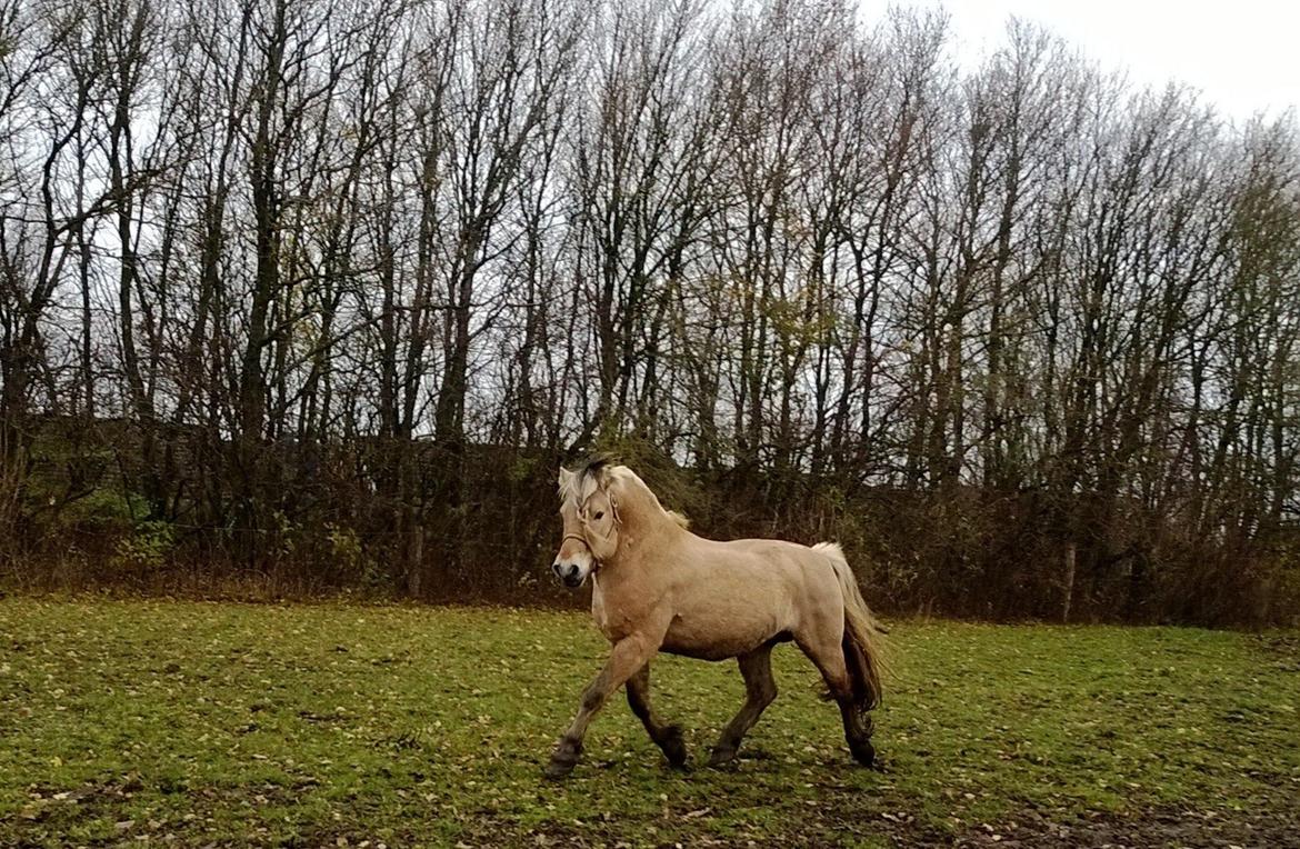 Fjordhest Mykletind R.I.P  billede 7