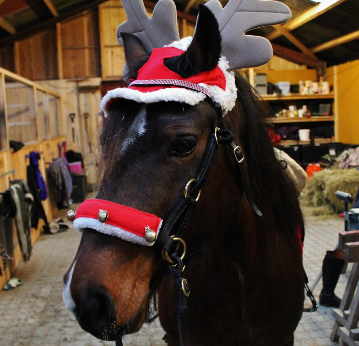 Welsh Pony af Cob-type (sec C) Rytterbjergets Undine aka. Pony-pige - December 2013 billede 13