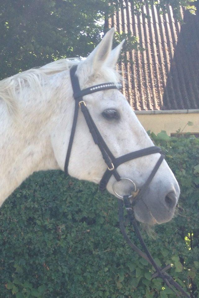 Anden særlig race King [Min part] billede 21