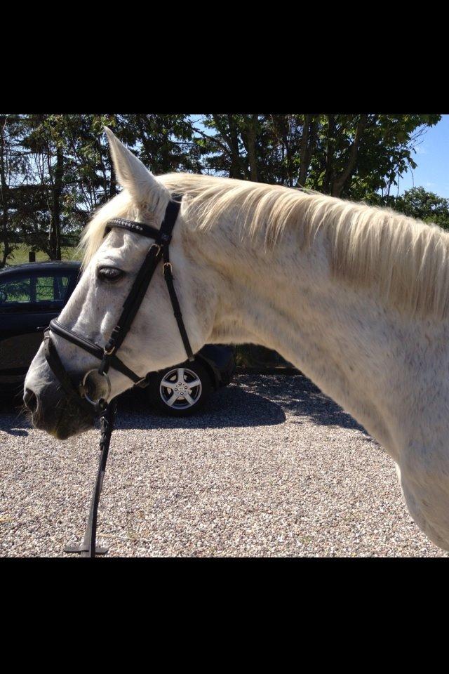 Anden særlig race King [Min part] billede 22