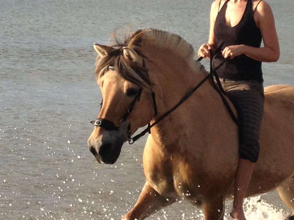 Fjordhest Anemone billede 18