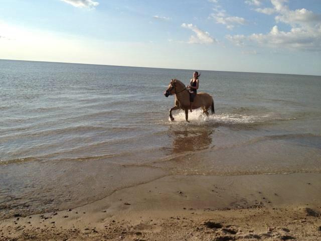 Fjordhest Anemone billede 19