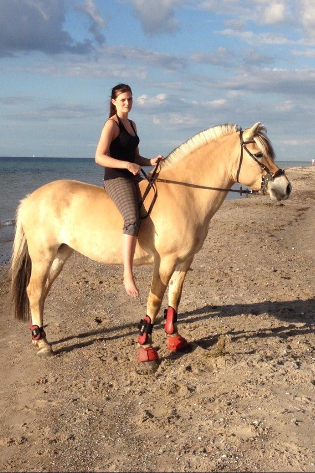 Fjordhest Anemone billede 21