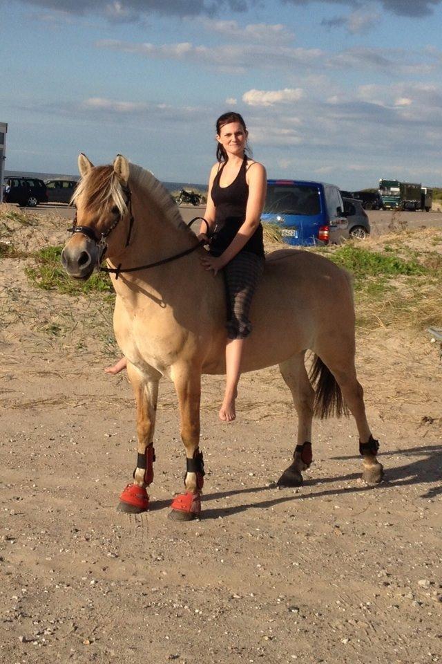 Fjordhest Anemone billede 22