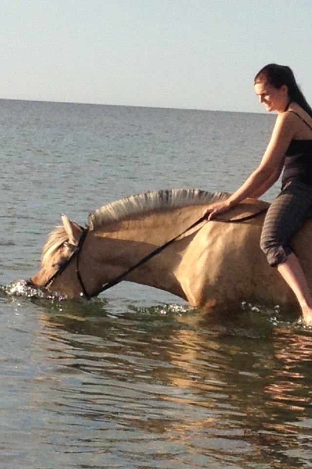 Fjordhest Anemone billede 23
