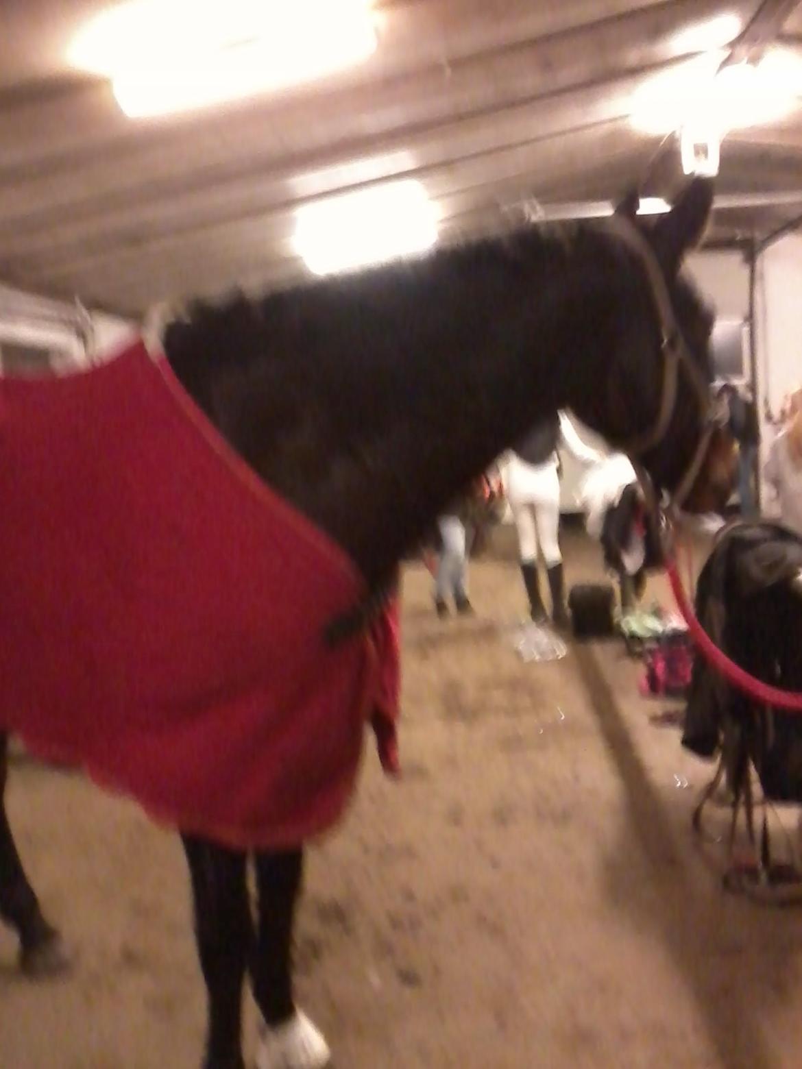 Anden særlig race Bella - Efter Lucia optog billede 20