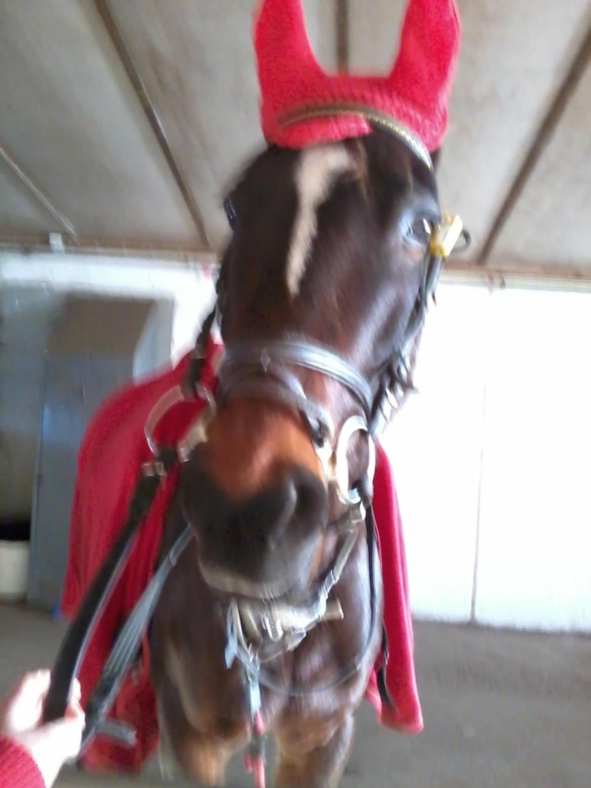 Anden særlig race Bella billede 3