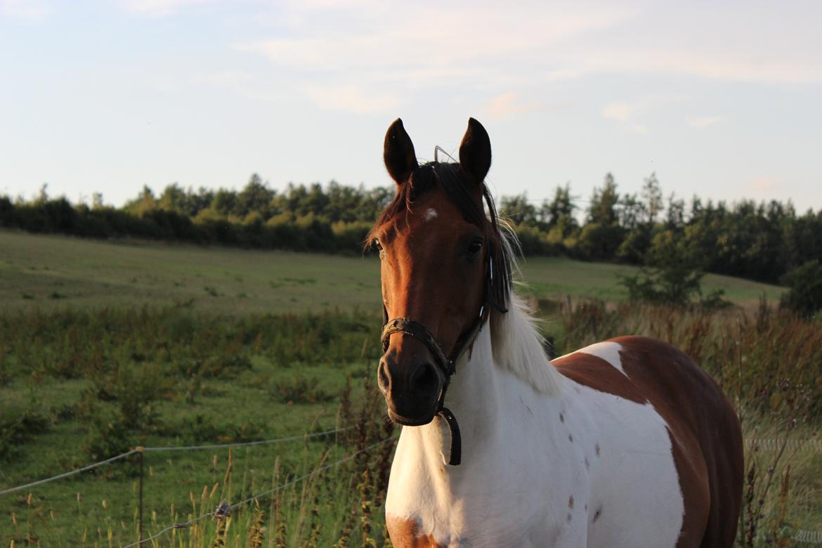 Pinto The indian boy billede 11
