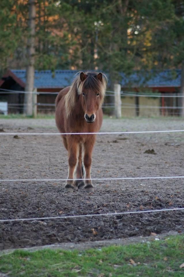 Islænder Ballerina fra Team Horse - Velkommen til Ballerina fra Team Horse´s profil billede 1