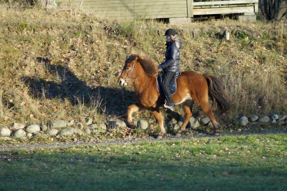 Islænder Ballerina fra Team Horse - Arbejds tølt, hun var meeega sød den dag!<3
Efter en måned jeg fik :-P
 billede 2