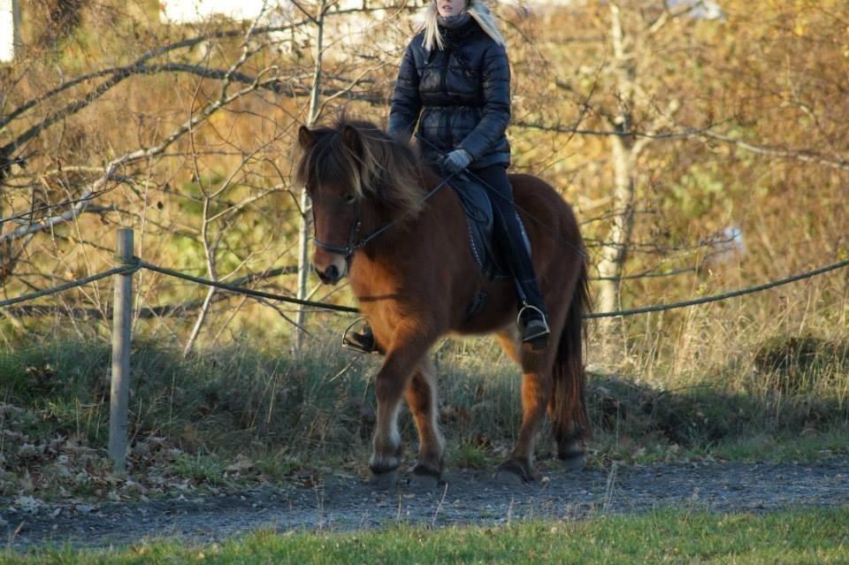 Islænder Ballerina fra Team Horse - Min pige igennem ALT!<3
Mit et og alt!<3 billede 3