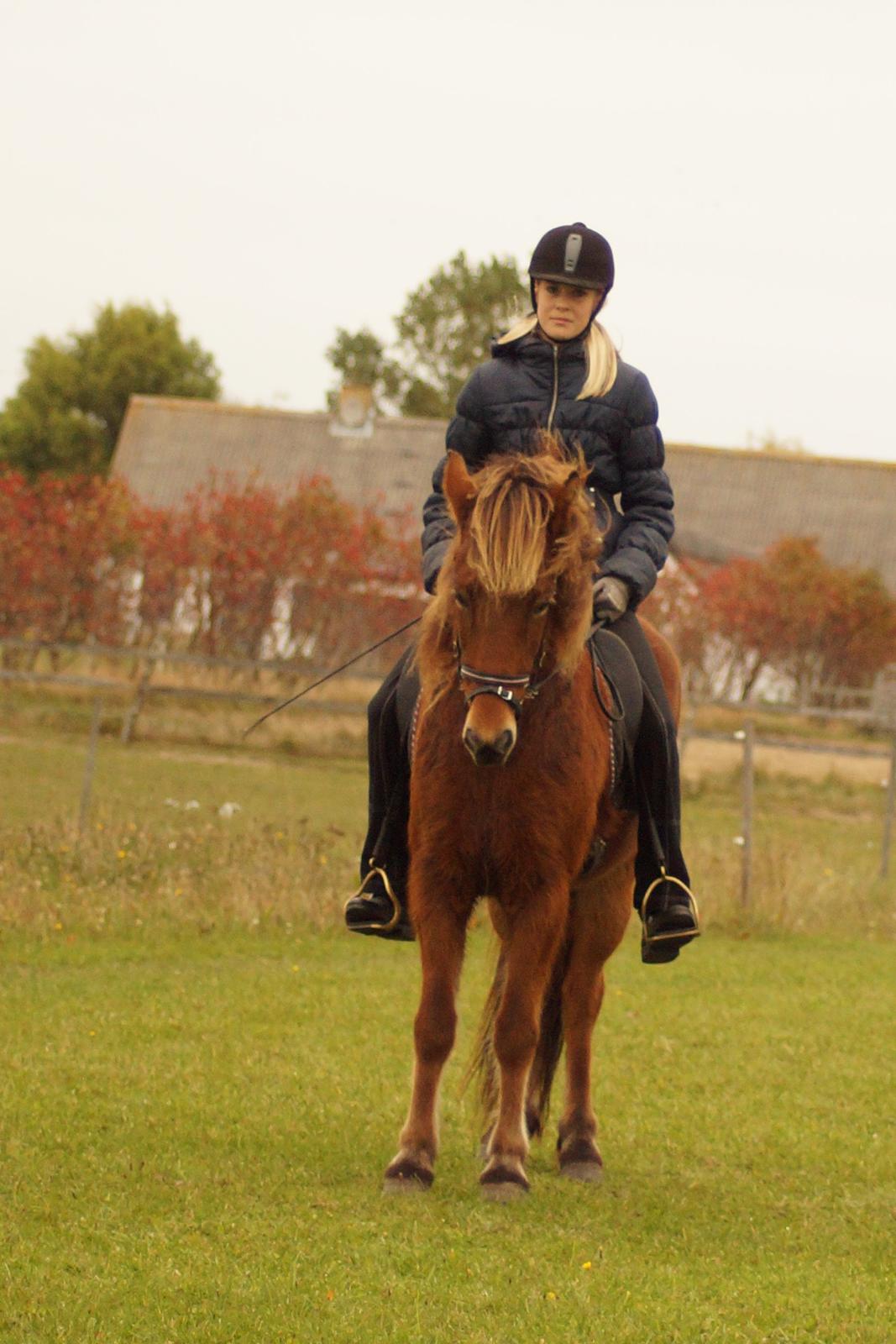 Islænder Ballerina fra Team Horse - You and me forever!!<3 billede 5