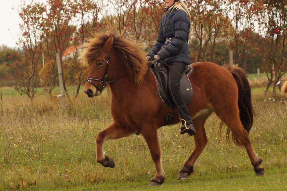 Islænder Ballerina fra Team Horse - Første gang jeg red hende, efter jeg fik hende hjem :-D billede 6