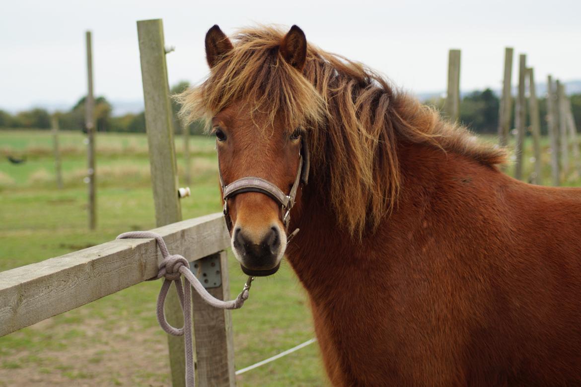 Islænder Ballerina fra Team Horse - Elsker den hest mer end noget andet!<3 billede 7