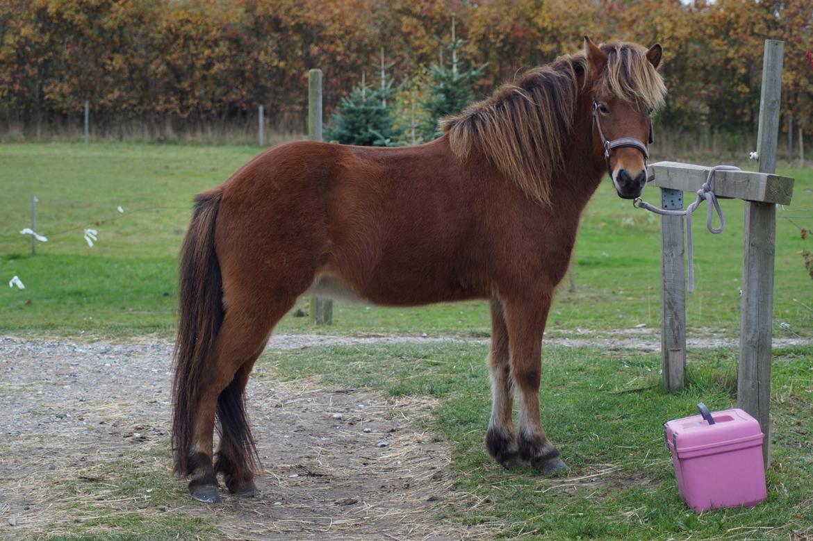 Islænder Ballerina fra Team Horse - Hvor er hun KÆR!!<3 billede 8