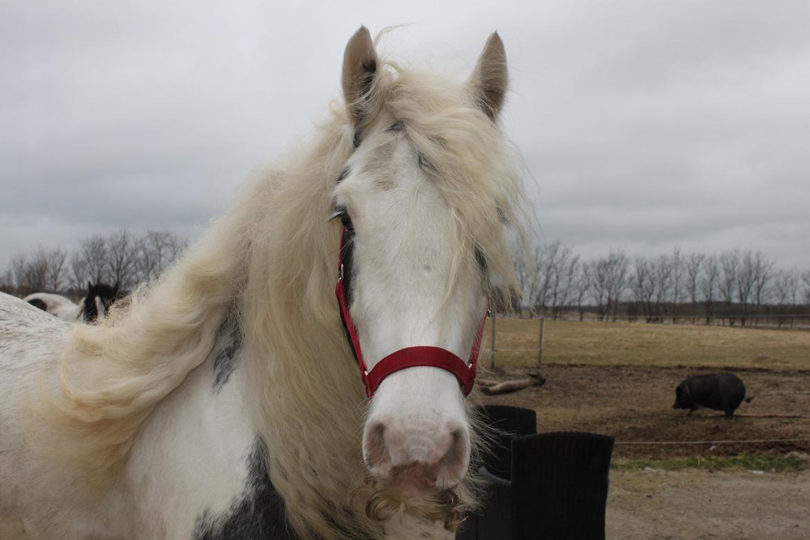 Irish Cob Irish Lady billede 5