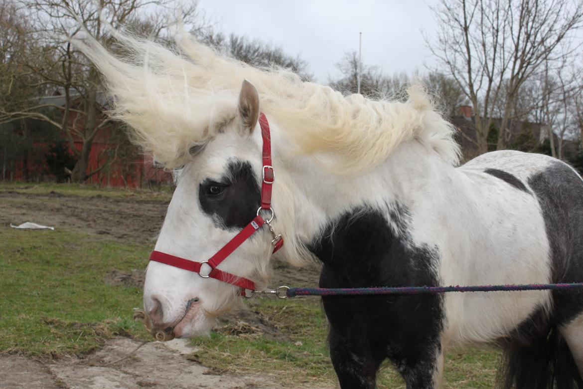 Irish Cob Irish Lady billede 6