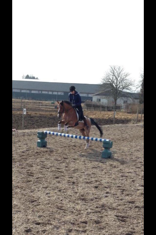 Hollandsk Sportspony Miss-Shadow (Aflivet) billede 20