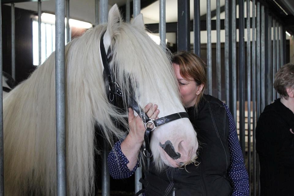 Irish Cob Irish Lady billede 8