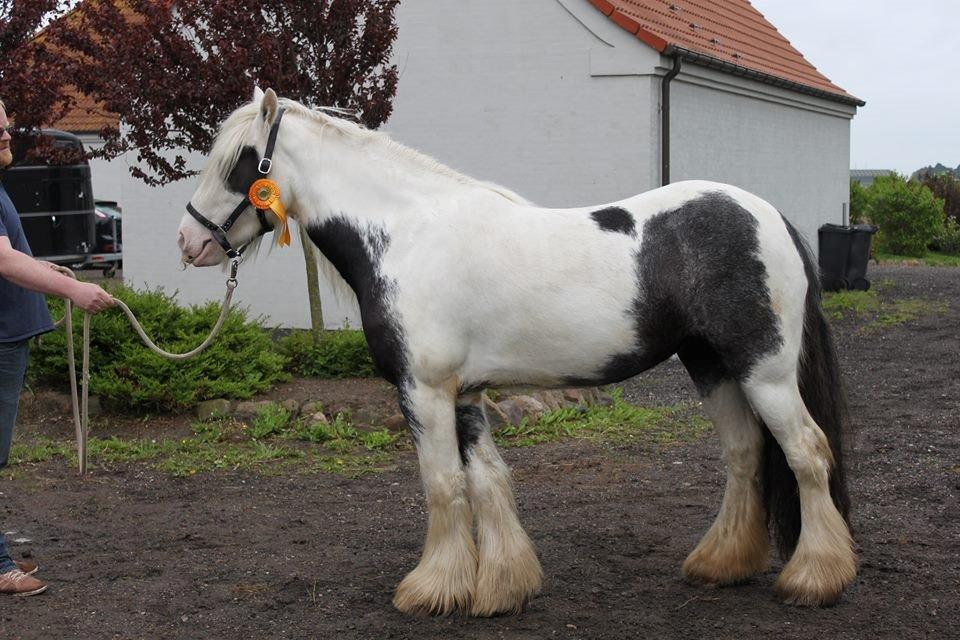 Irish Cob Irish Lady billede 2