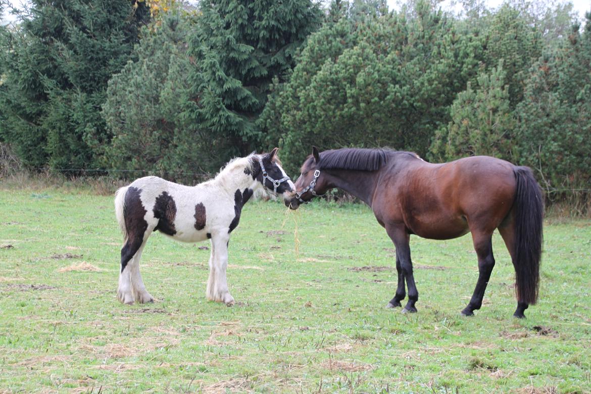 Irish Cob Beer's Mr. Prezident billede 22