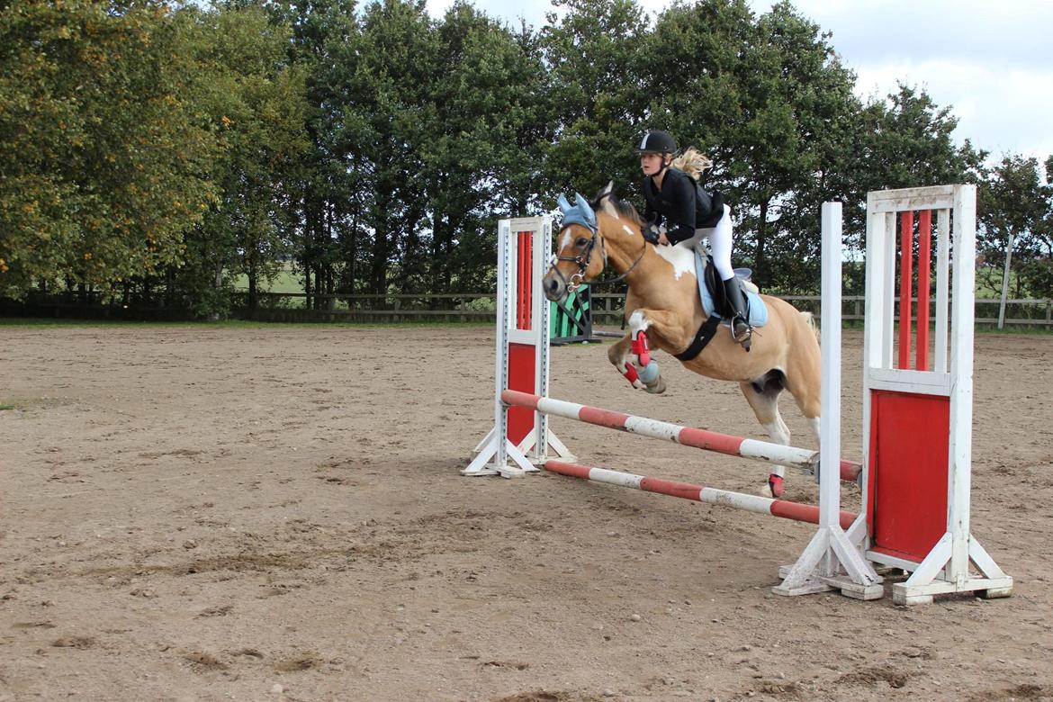 Hollandsk Sportspony Capello ivo billede 18