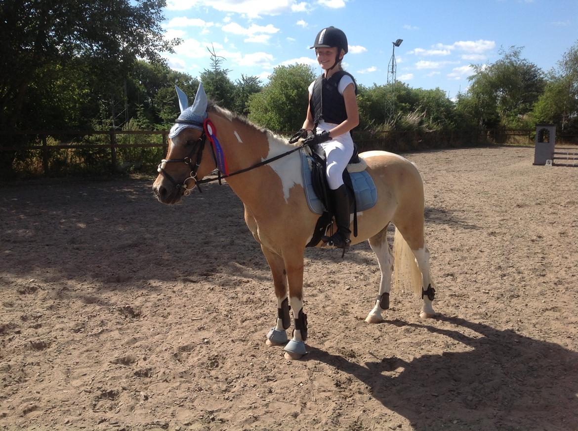 Hollandsk Sportspony Capello ivo billede 19