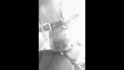 Hollandsk Sportspony Capello ivo billede 20