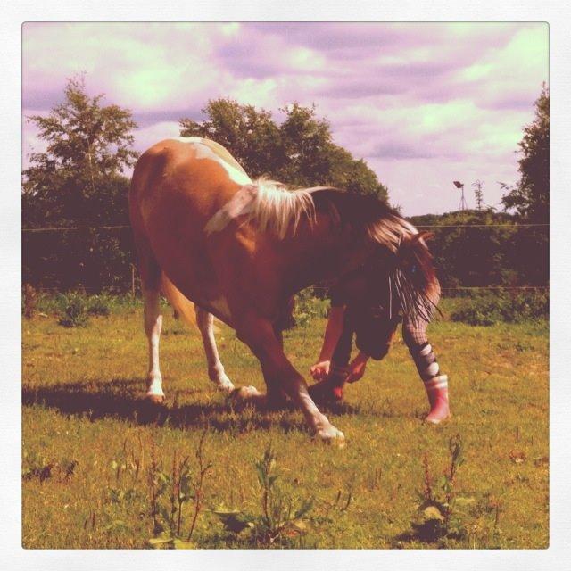 Hollandsk Sportspony Capello ivo billede 21