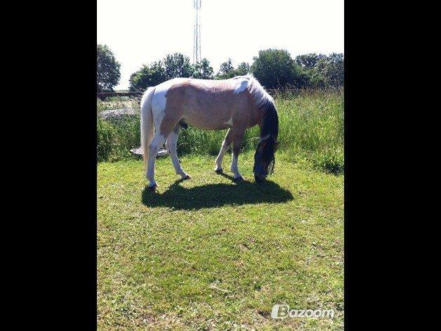 Hollandsk Sportspony Capello ivo billede 22