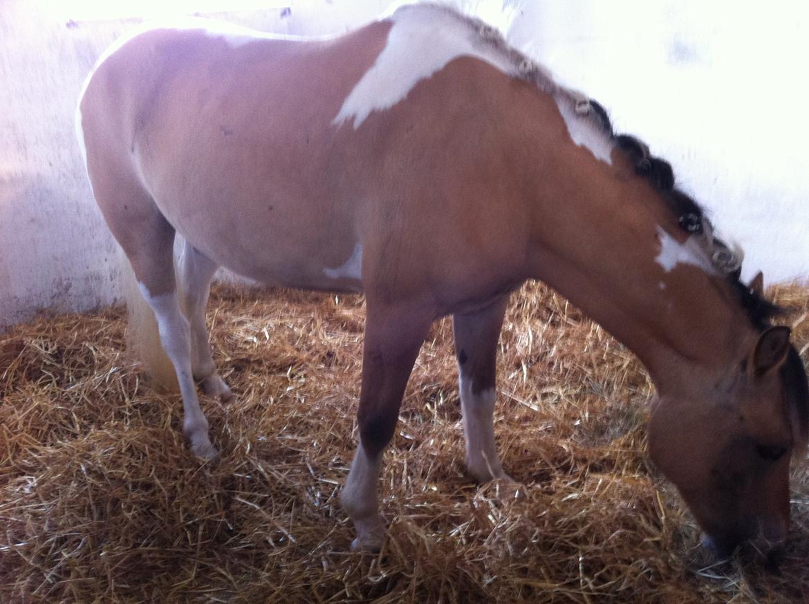 Hollandsk Sportspony Capello ivo billede 23