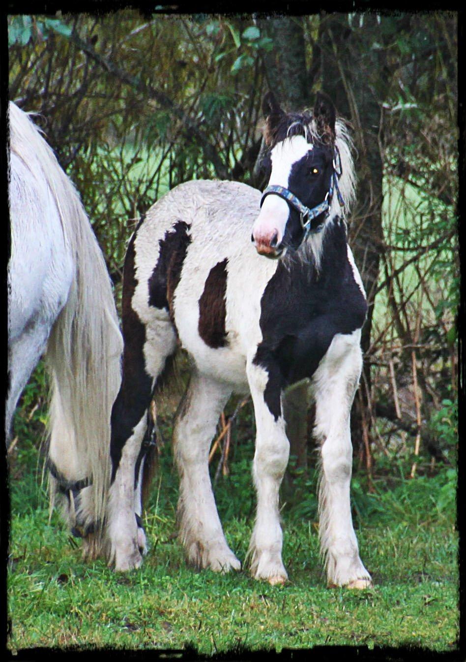 Irish Cob Beer's Mr. Prezident billede 1