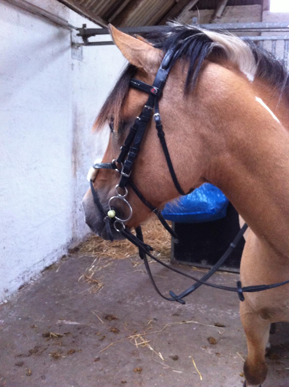 Hollandsk Sportspony Capello ivo billede 25