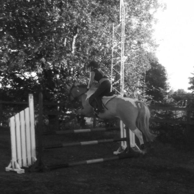 Hollandsk Sportspony Capello ivo billede 26