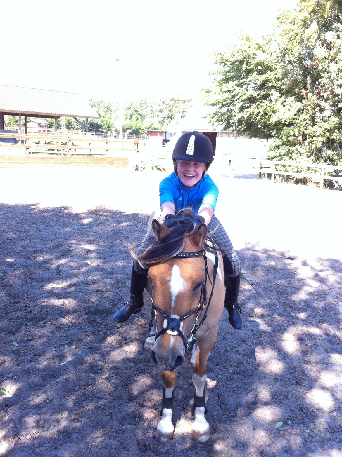 Hollandsk Sportspony Capello ivo billede 27