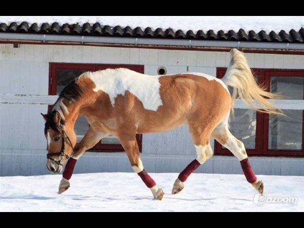 Hollandsk Sportspony Capello ivo billede 28