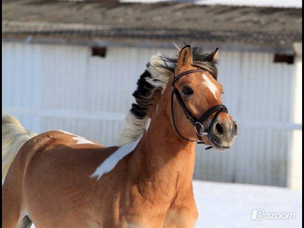 Hollandsk Sportspony Capello ivo billede 30