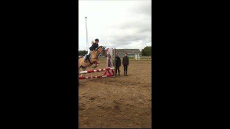 Hollandsk Sportspony Capello ivo billede 31