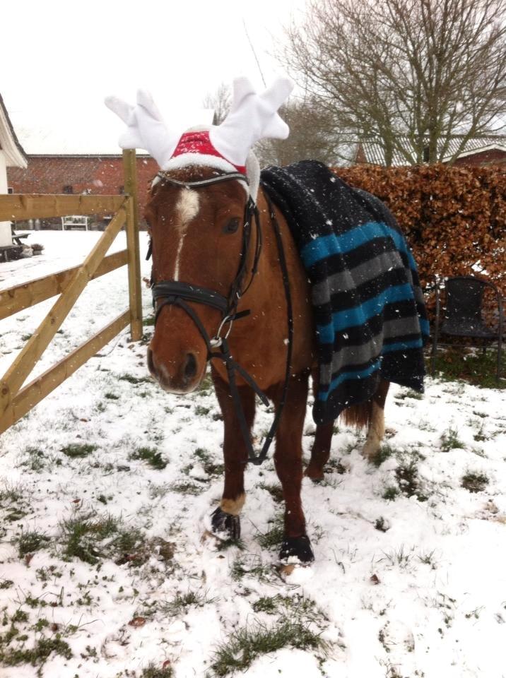 Anden særlig race Cody. billede 7