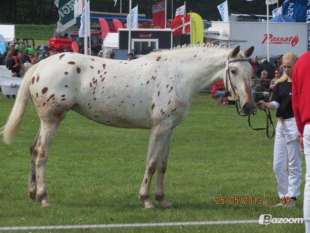 Knabstrupper Friis Petrea billede 24