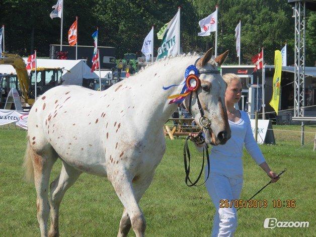 Knabstrupper Friis Petrea - Petrea så en der lignede hende og ville gerne hurtigt hen for at sige hej<3 billede 27