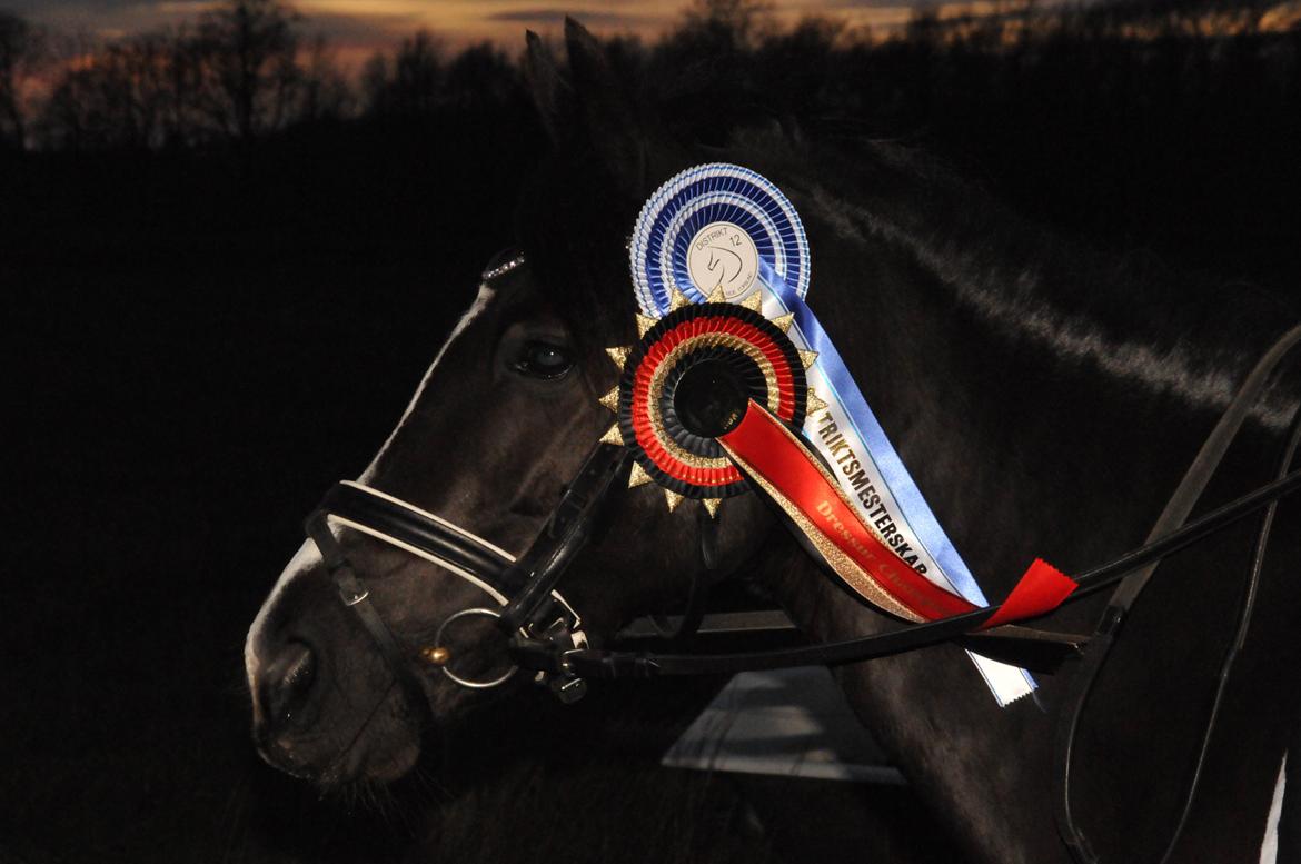 New Forest Iris B-PONY billede 8