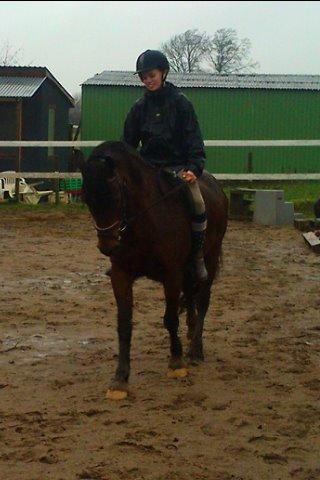 Welsh Cob (sec D) Stallone billede 8