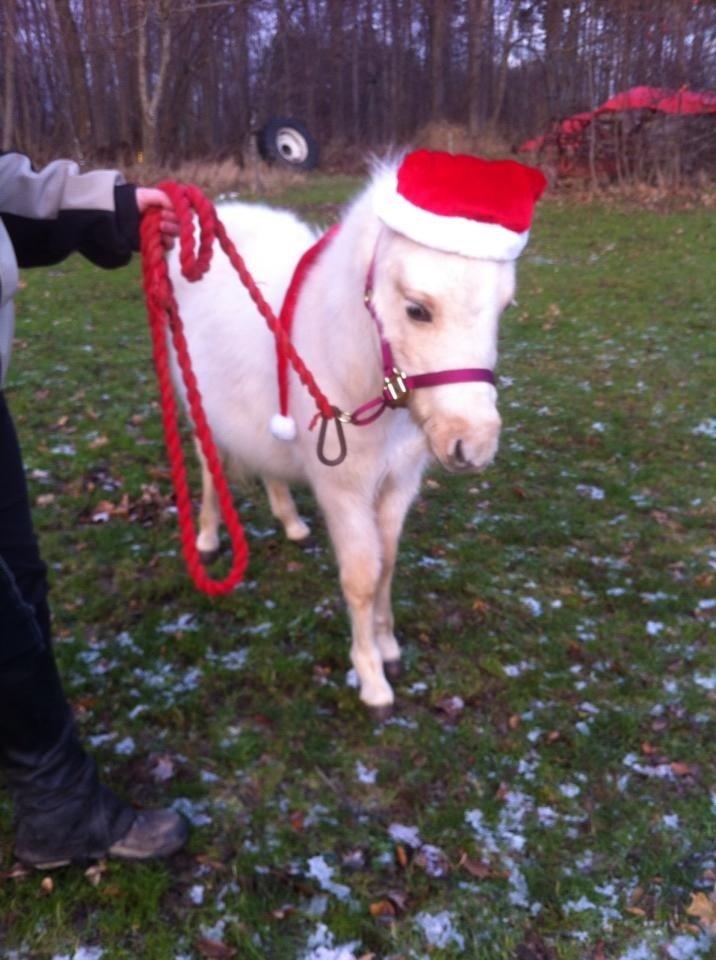 Welsh Partbred (Sec F) Marnows Princess In Pink -tidligere pony billede 11