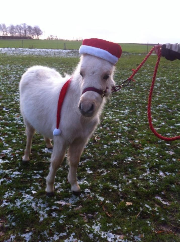 Welsh Partbred (Sec F) Marnows Princess In Pink -tidligere pony billede 12