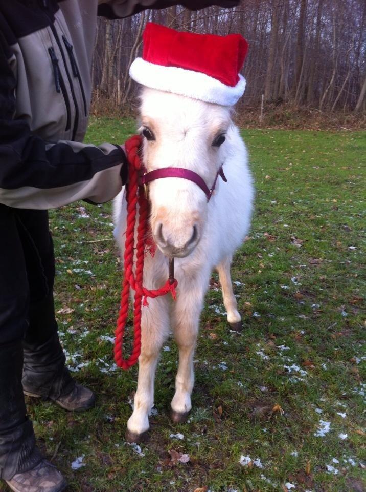 Welsh Partbred (Sec F) Marnows Princess In Pink -tidligere pony billede 13