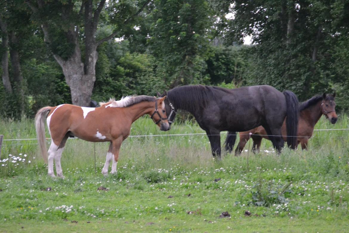 Pinto PRINS KASHMIR - Kashmir møder gårdens nye prinsesse ;) billede 12