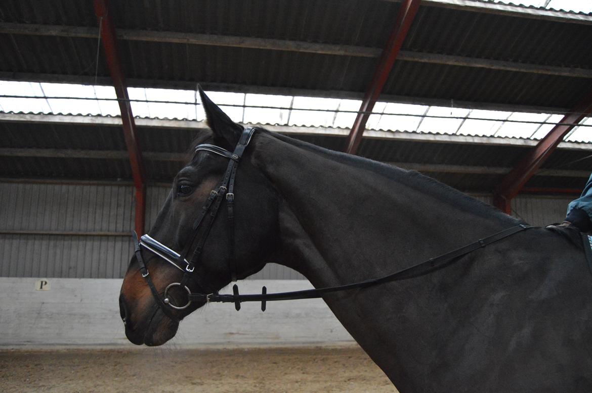 Dansk Varmblod Lewis billede 6