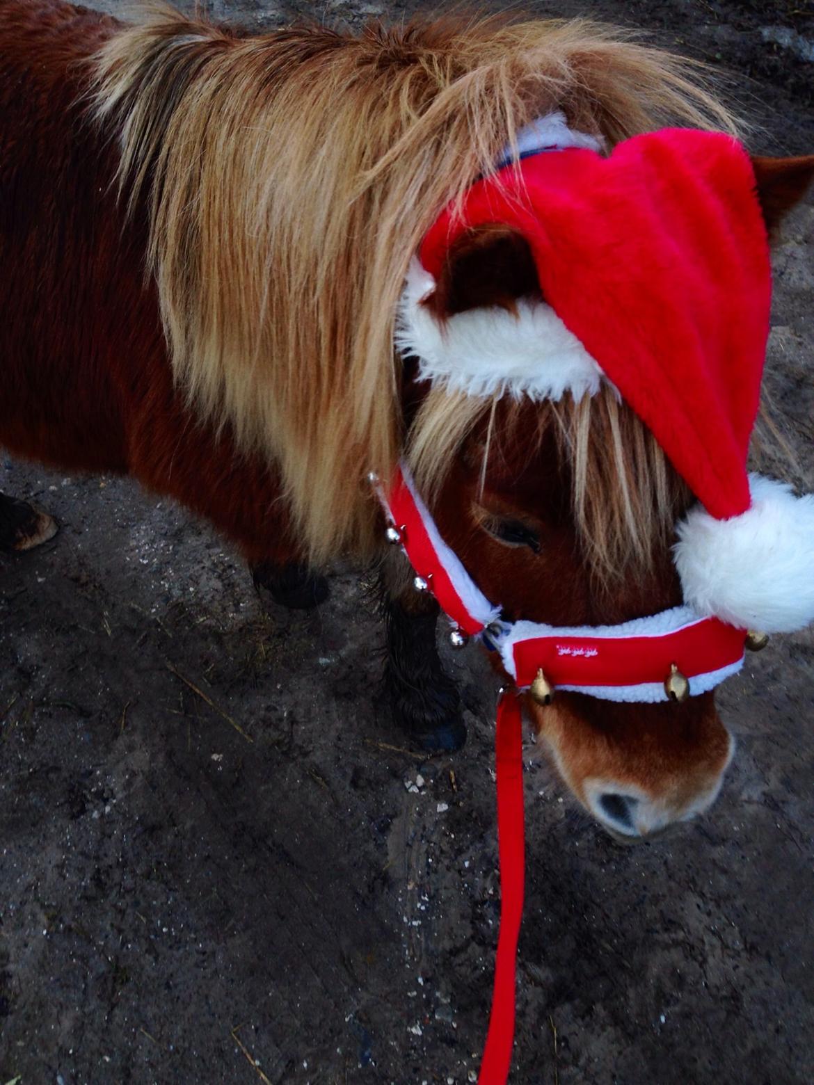 Shetlænder Obelix *Obbe* - Fra Juleoptog billede 27