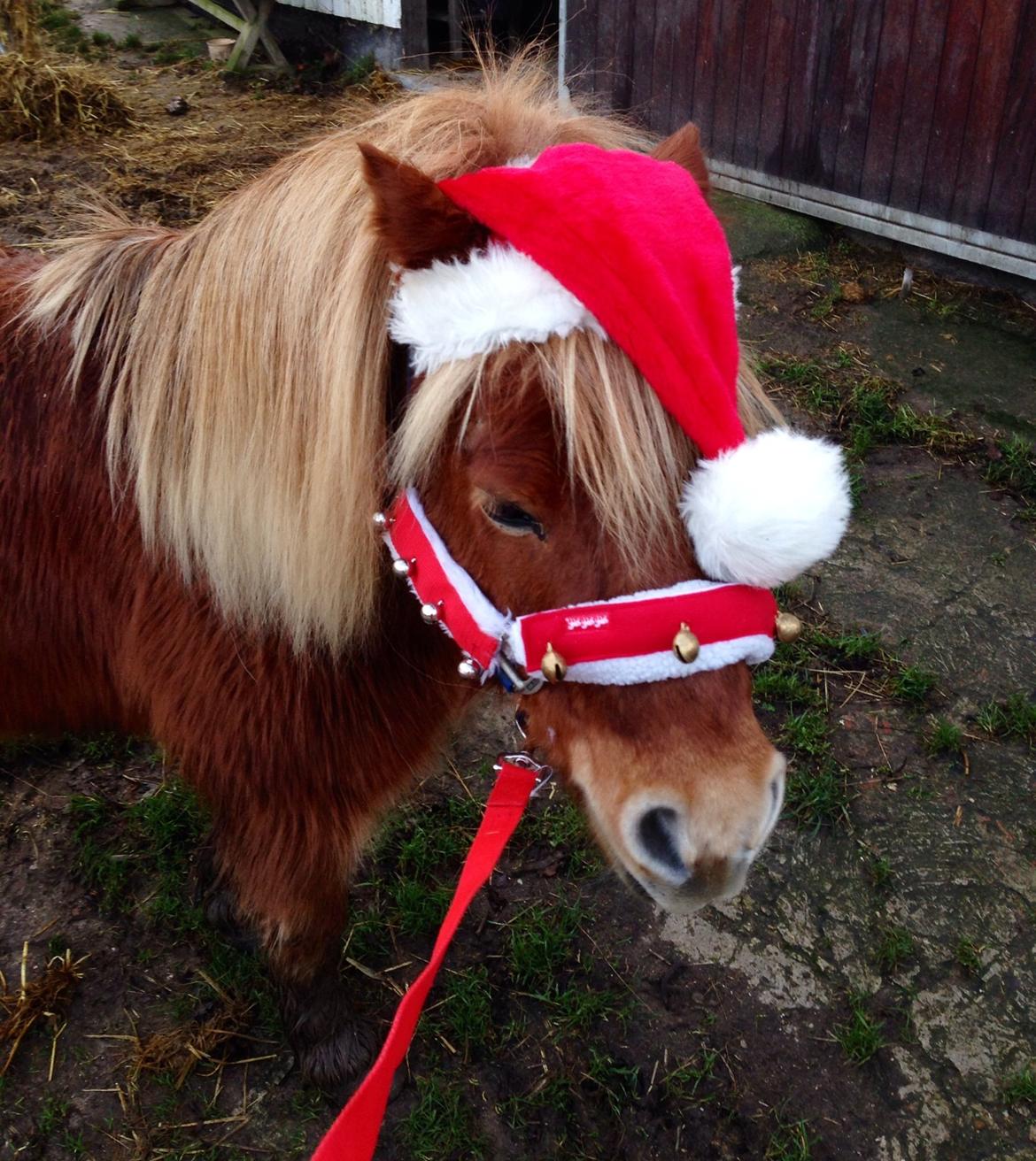 Shetlænder Obelix *Obbe* - Fra juleoptog billede 28